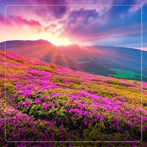 Valley Of Flowers  Trek 